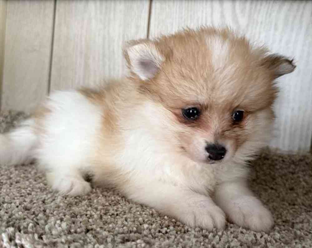 Image of a pet breed in the gallery
