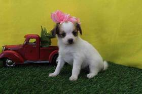Papillon
