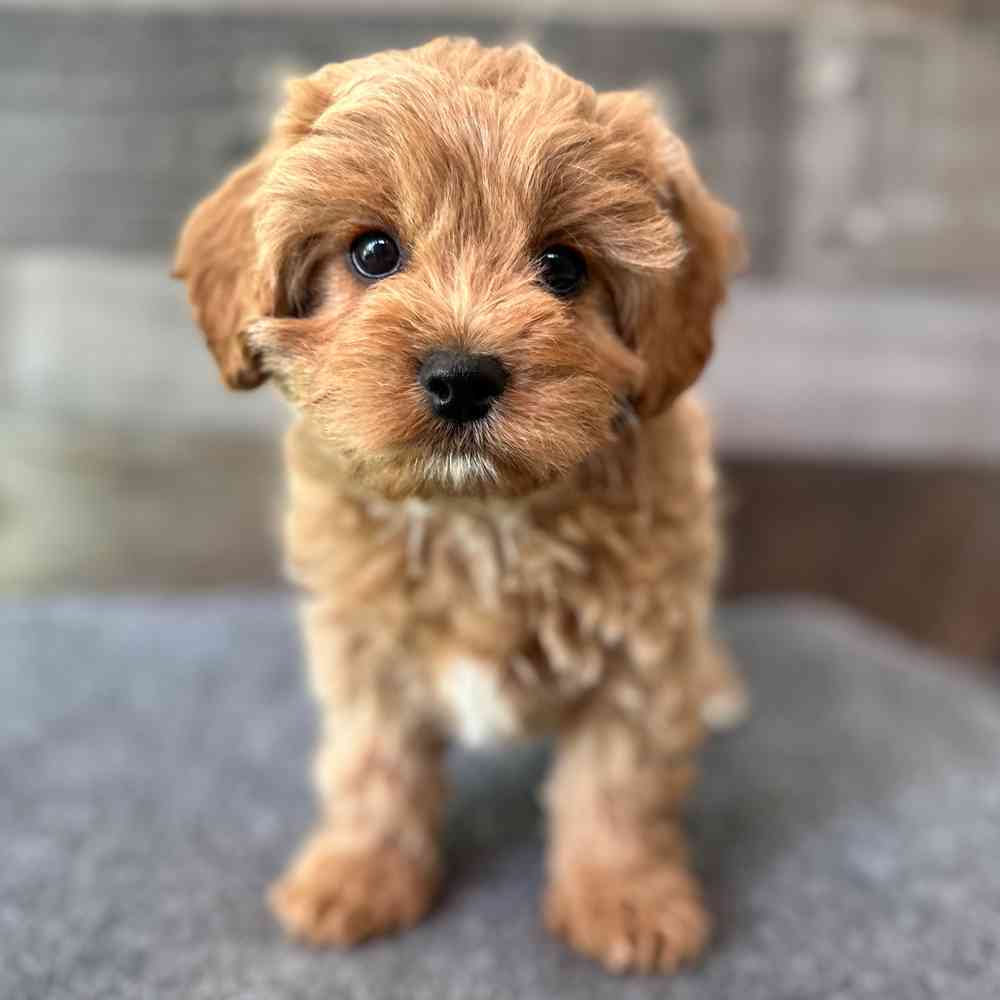 Image of a pet breed in the gallery