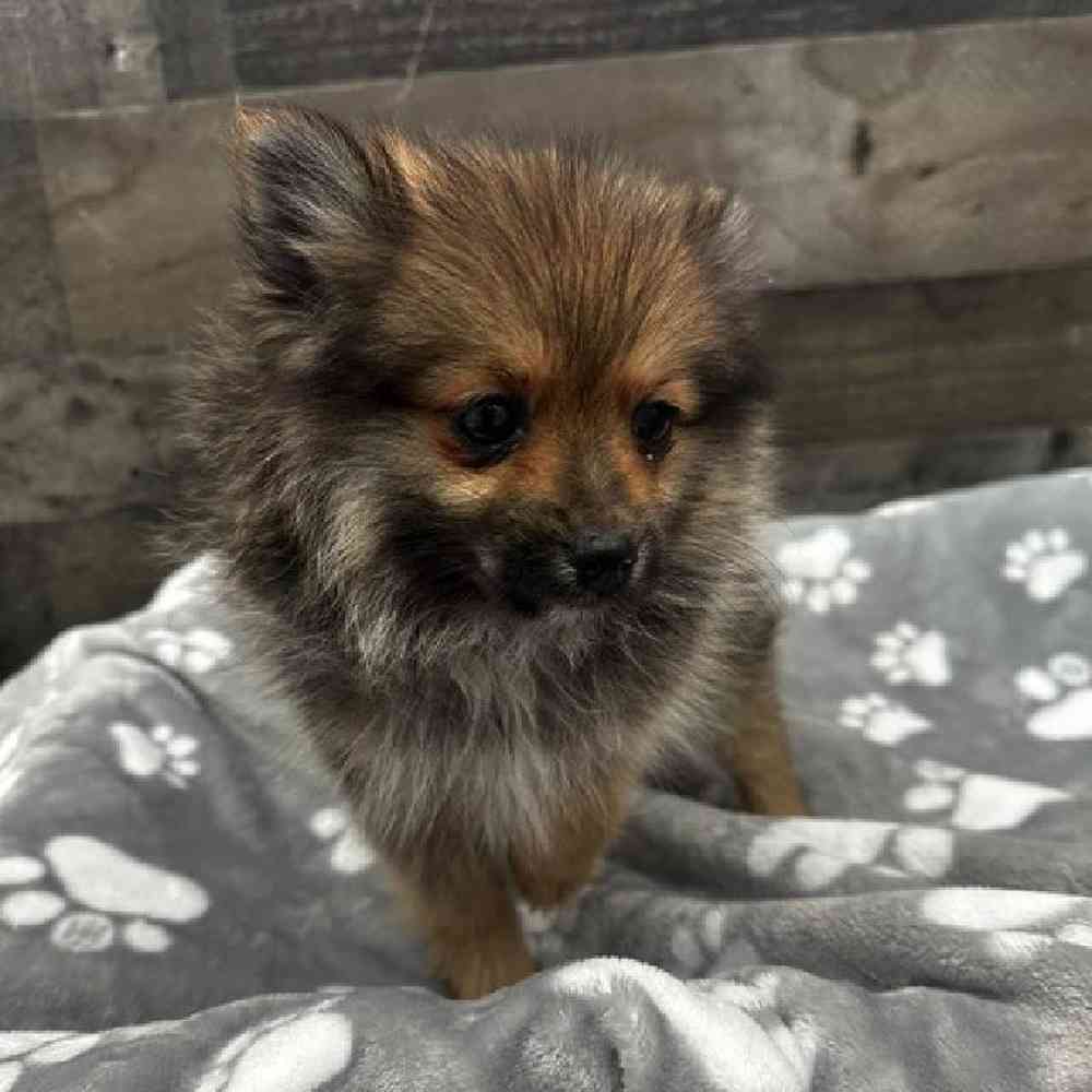 carousel pet images