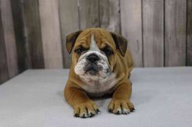 Bulldoggle