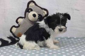Morkie