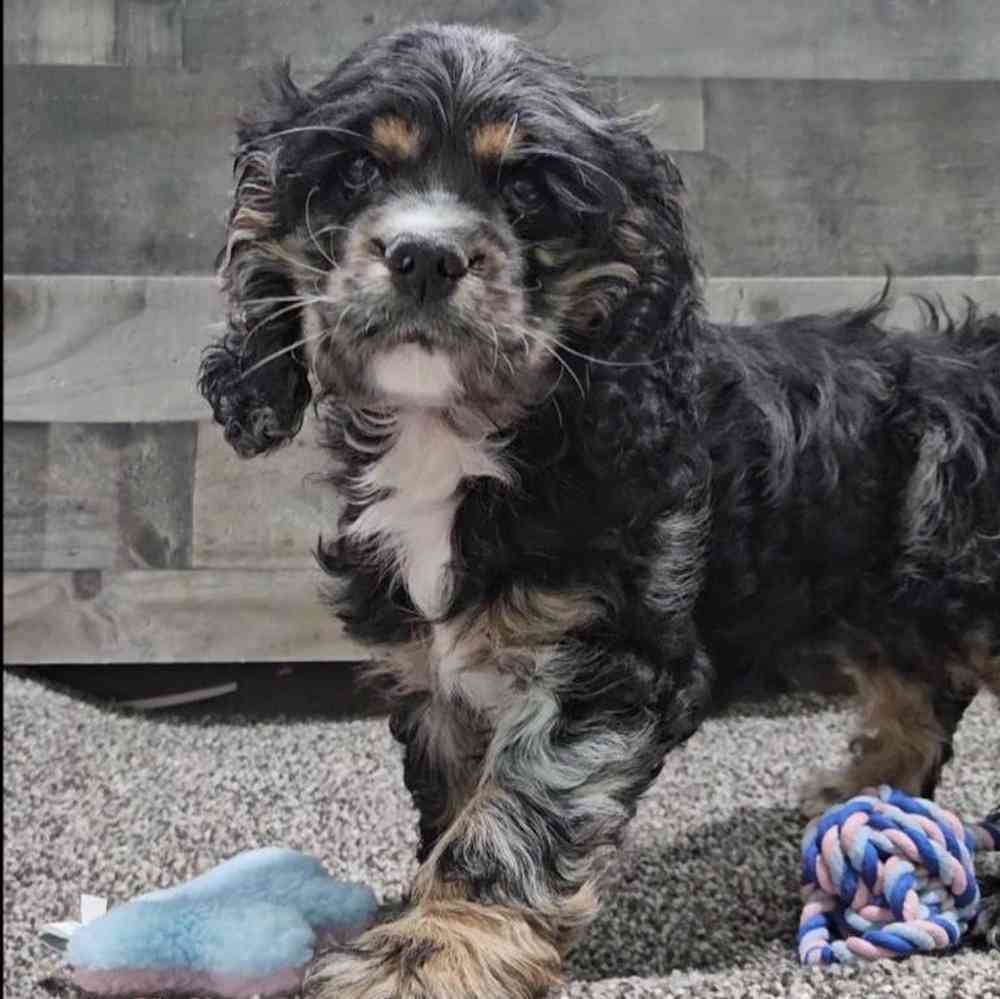 Image of a pet breed in the gallery
