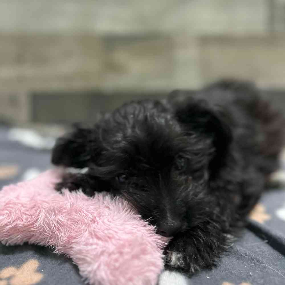 Image of a pet breed in the gallery
