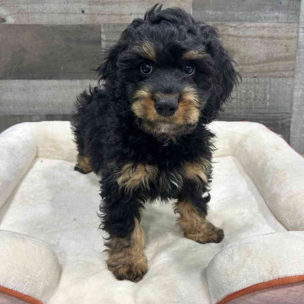 Image of a pet breed in the gallery