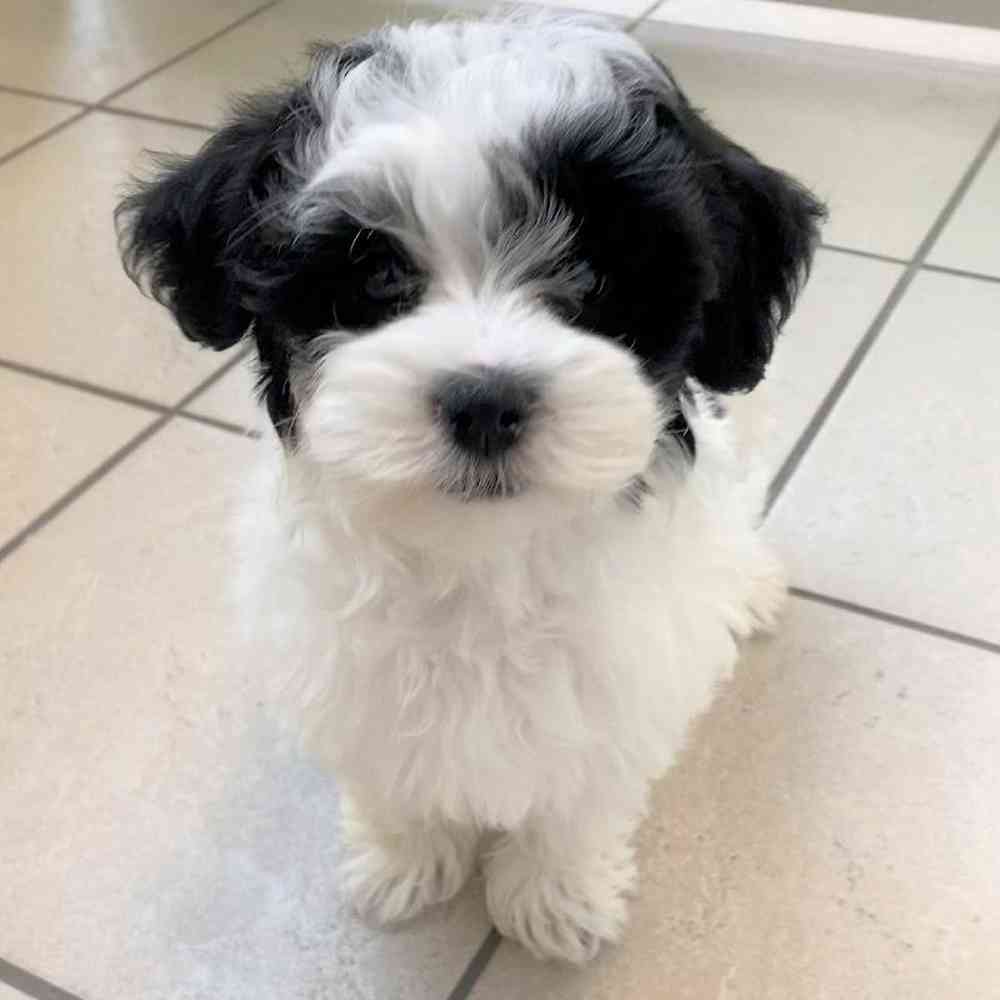 Male Maltese-Havanese Puppy for sale