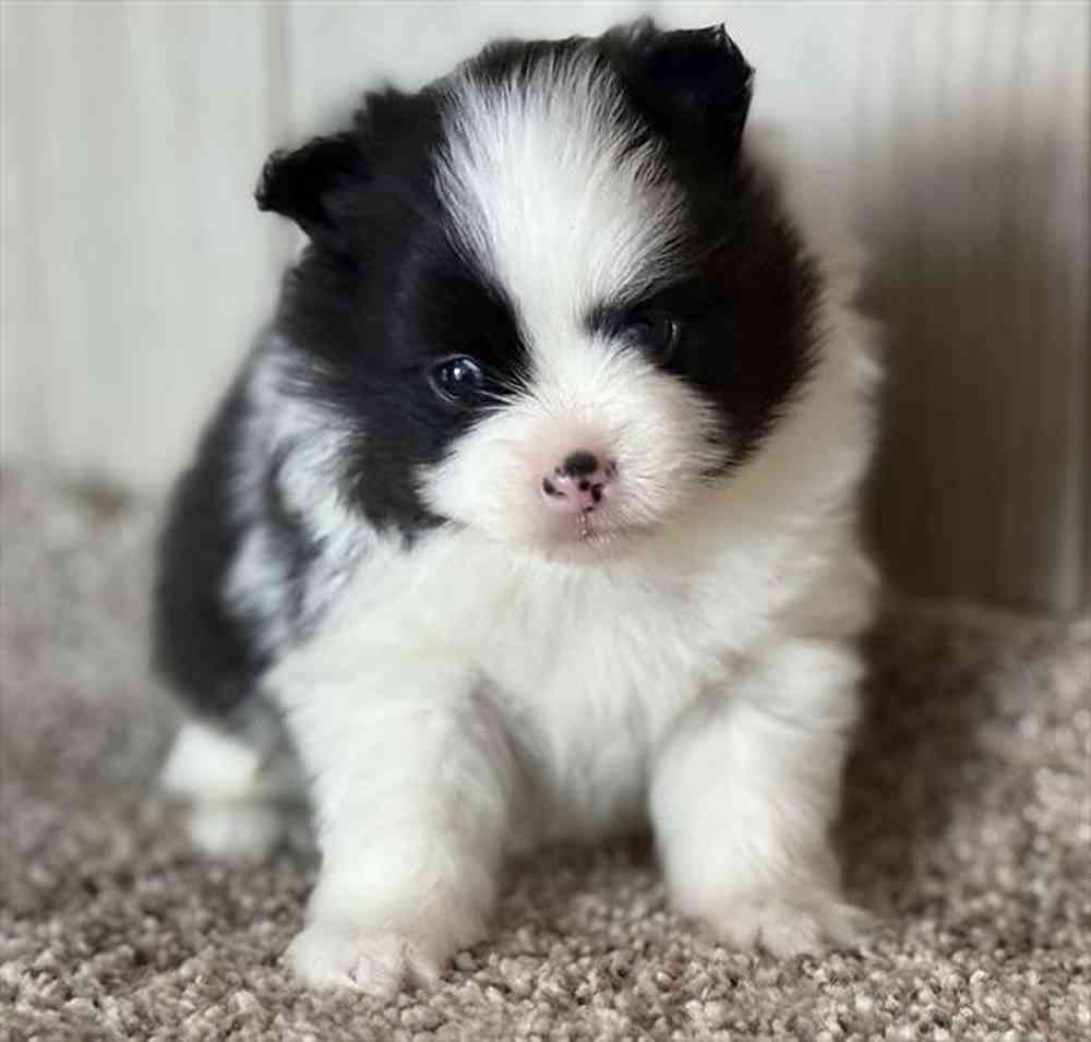 pet breed image