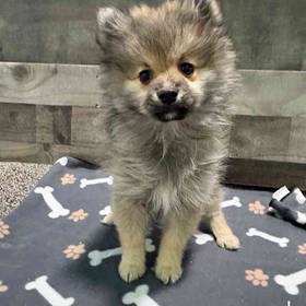 Pomeranian