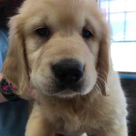 Golden Retriever