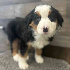 Australian Shepherd-Bernese Mountain Dog