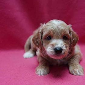 Goldendoodle