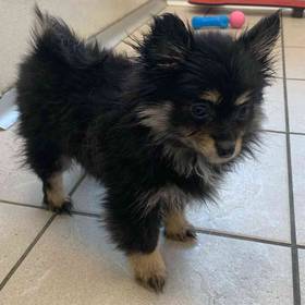 Pomeranian