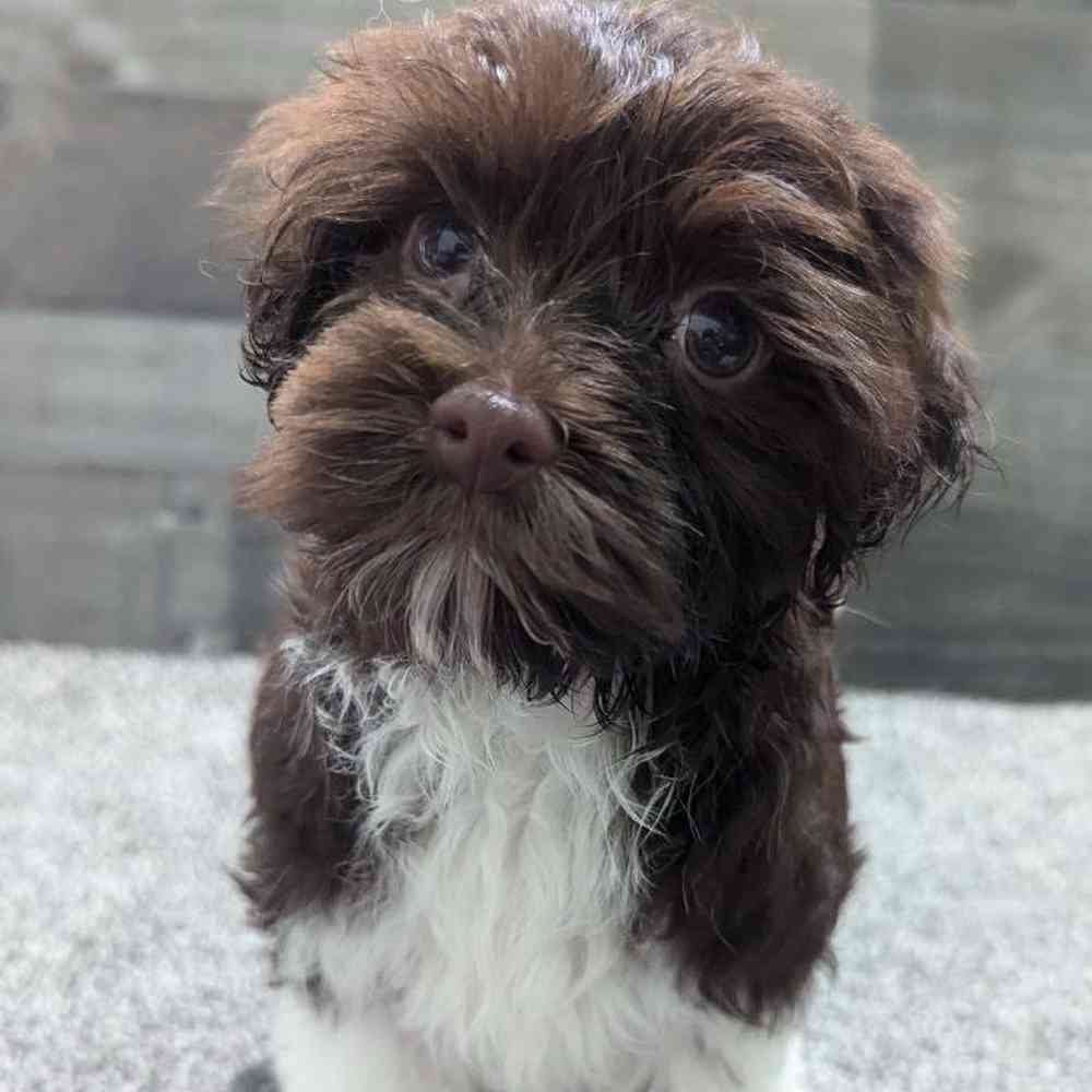 Chocolate havanese with blue eyes for sale online