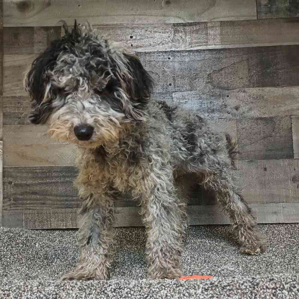 Male Cavapoo Puppy for Sale in Troy, MI