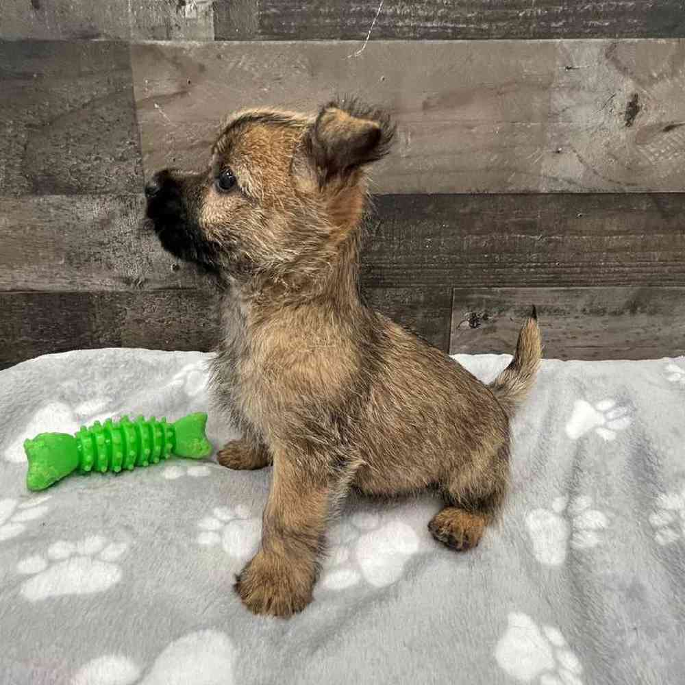 Male Cairn Terrier Puppy for Sale in Troy, MI