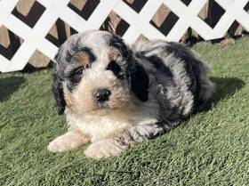 Mini Bernedoodle