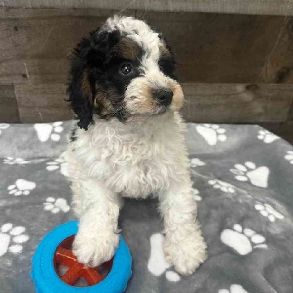 carousel pet images