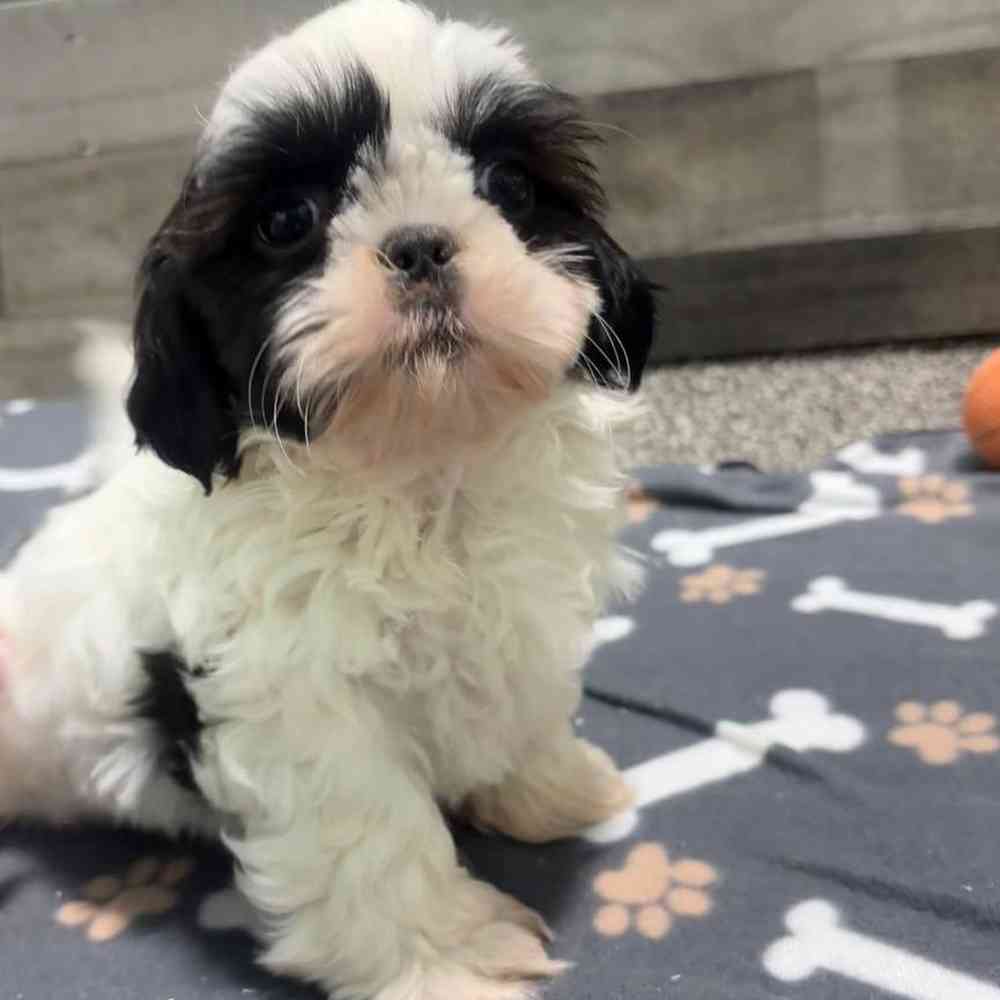 pet breed image