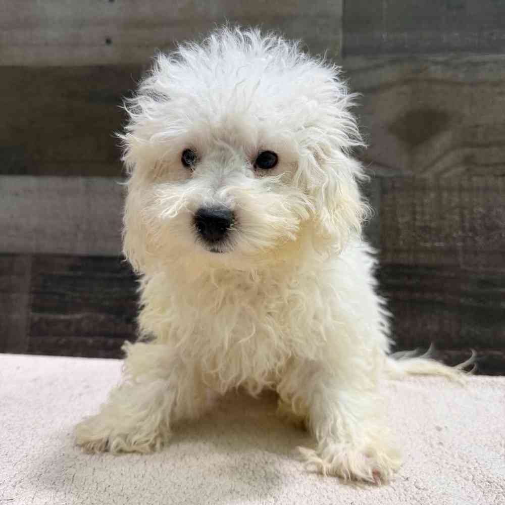 Image of a pet breed in the gallery