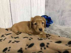 Dachshund