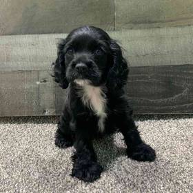 Cocker Spaniel