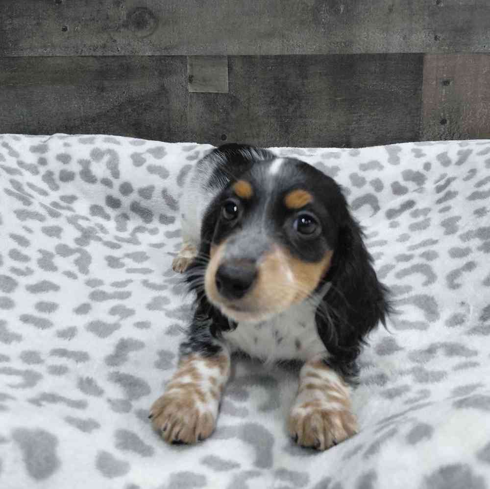 pet breed image