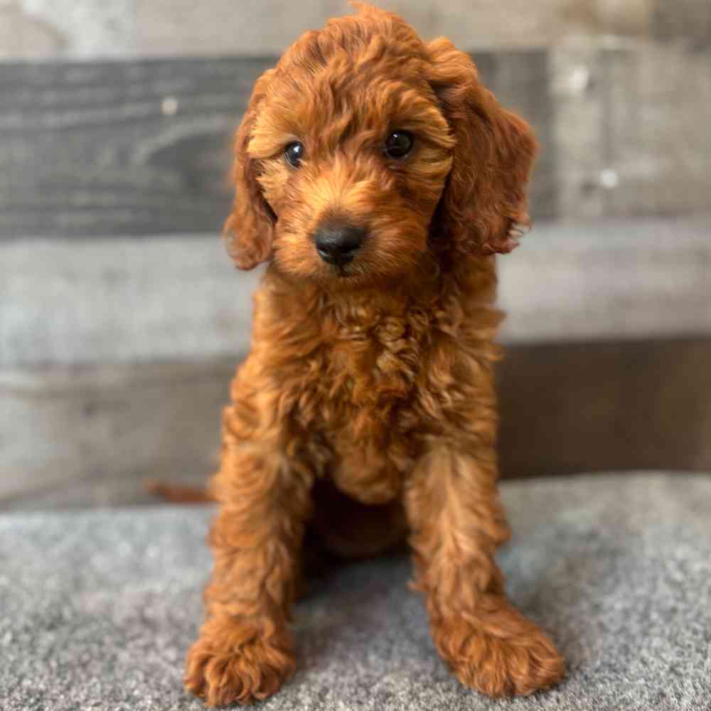 Image of a pet breed in the gallery