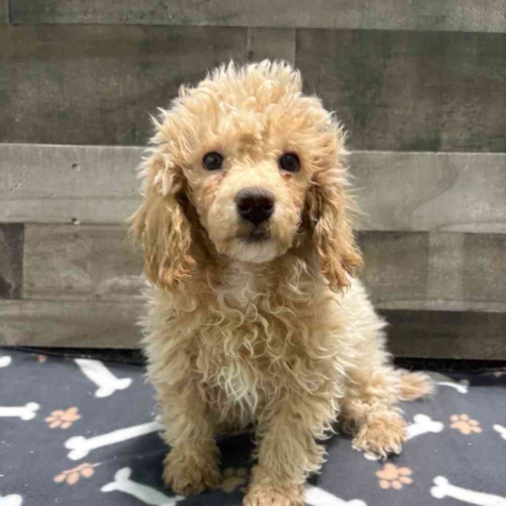 pet breed image