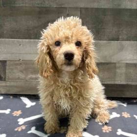 Mini Poodle