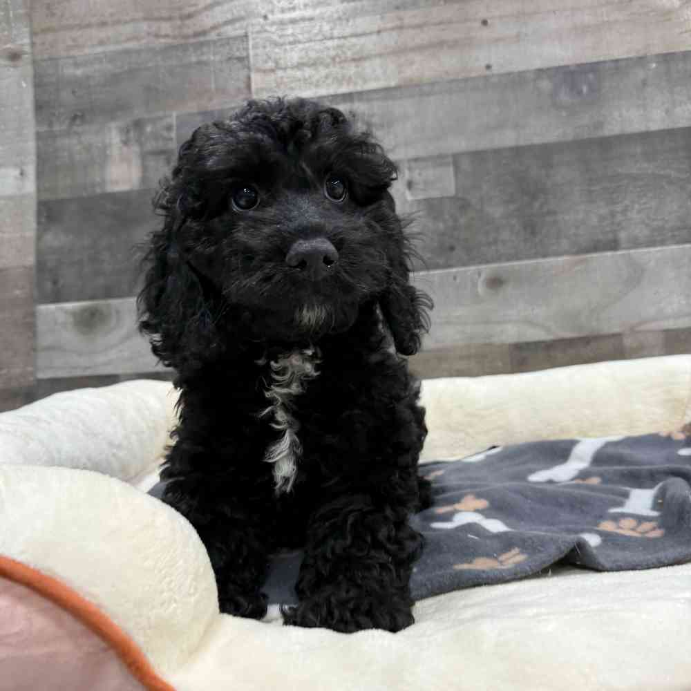 Darla