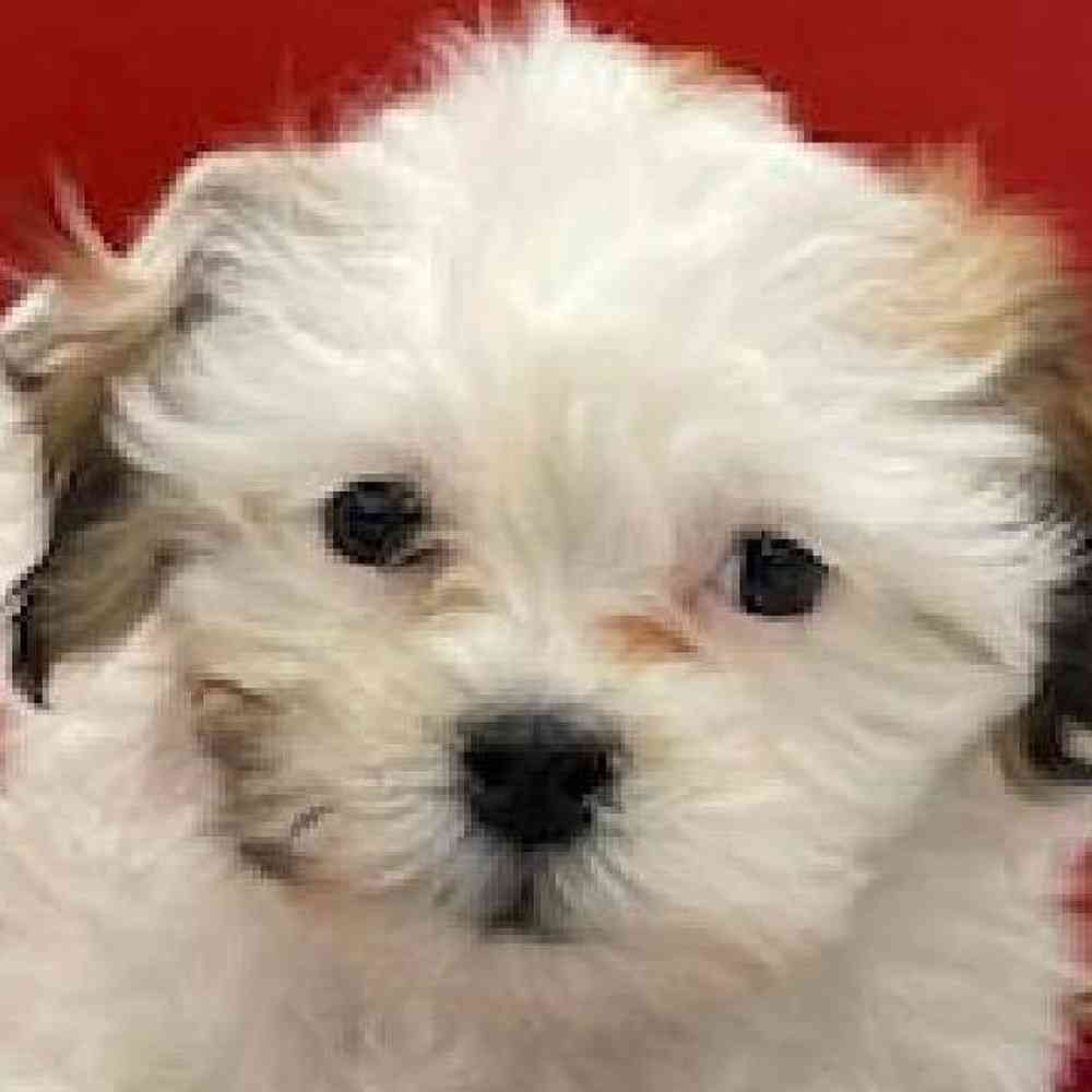 Male Shih Tzu-Bichon Puppy for sale