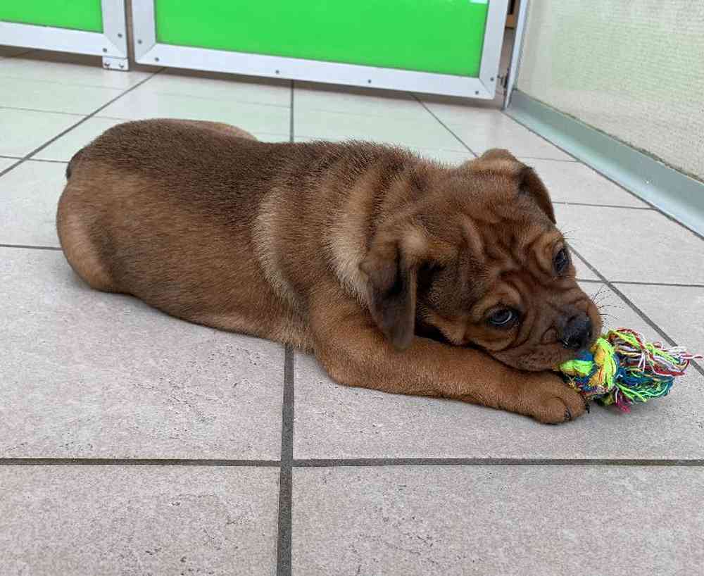 Male Puggle-Bulldog Puppy for sale