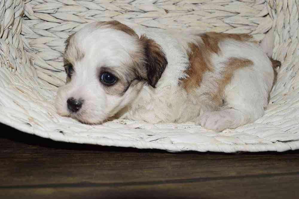 Male Havanese/ Maltese Puppy for sale