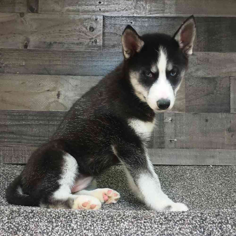 pet breed image