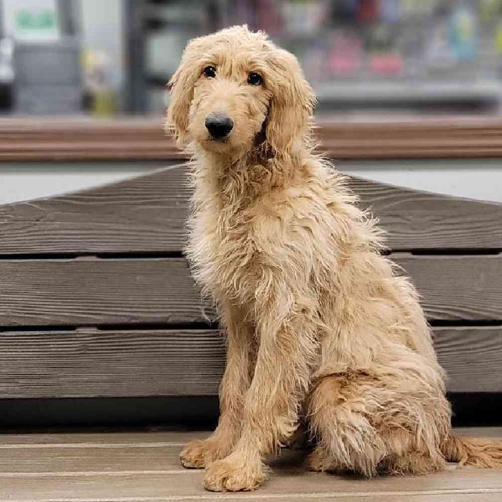 Male Goldendoodle (F1B) Puppy for sale