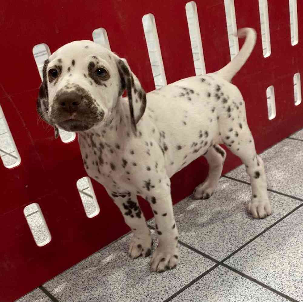 Female Dalmatian Puppy for sale