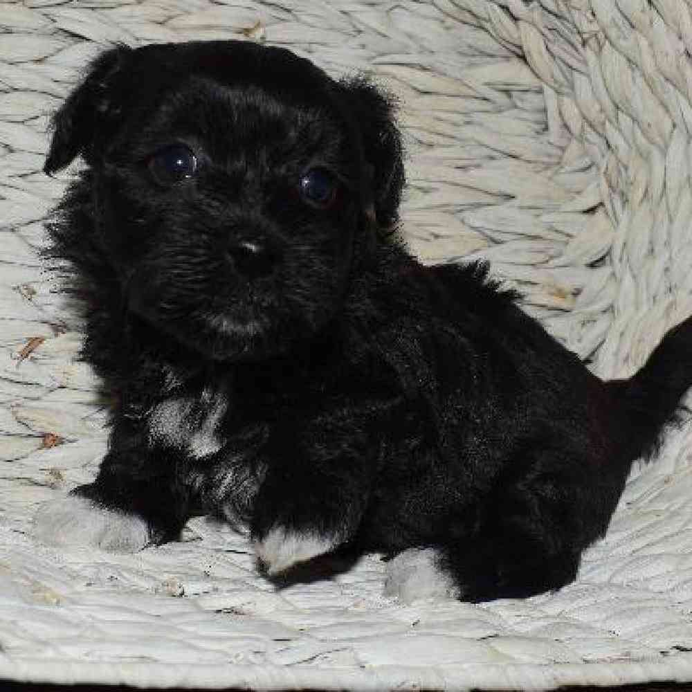 Female Havanese/ Maltese Puppy for sale