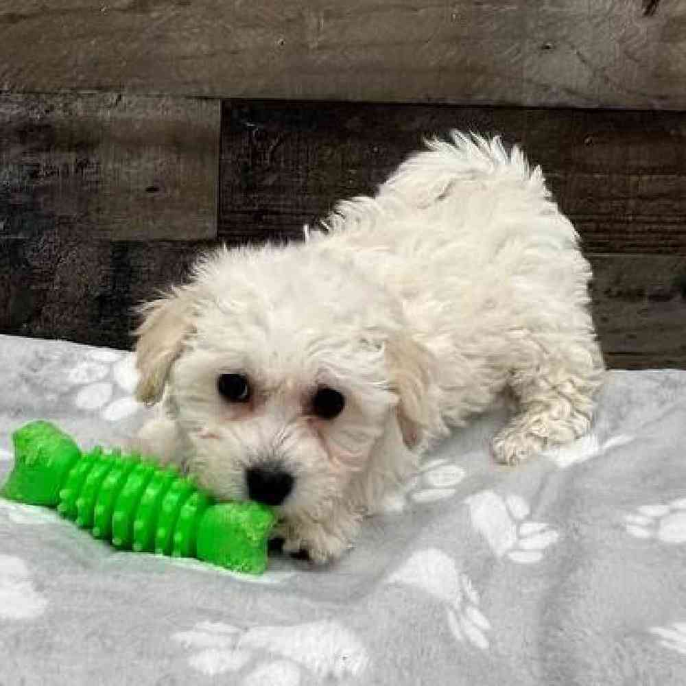 Female Bichon Frise Puppy for Sale in Troy, MI
