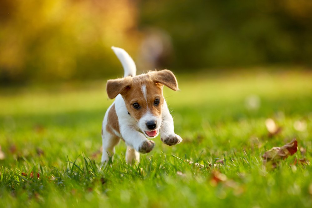 A jack russell terrier puppy running on a field.