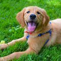 A Golden Retriever puppy wearing a blue harness.