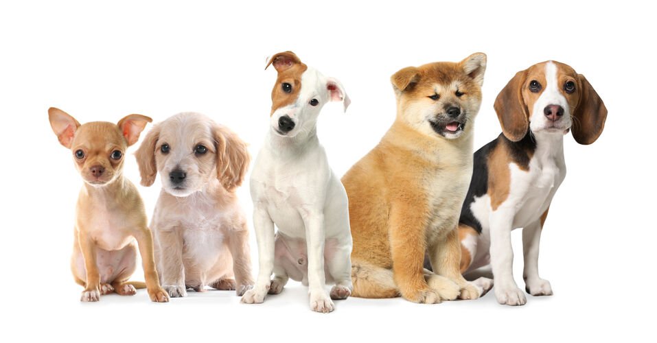 Five puppies of different breeds sitting in a row.