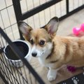 Crate training tips from The Family Puppy