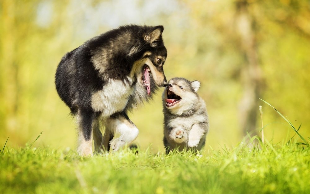 An adult Finnish Lapphund dog and a puppy standing side by side.