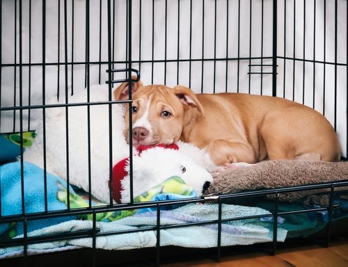 Tips for Crate Training from The Family Puppy