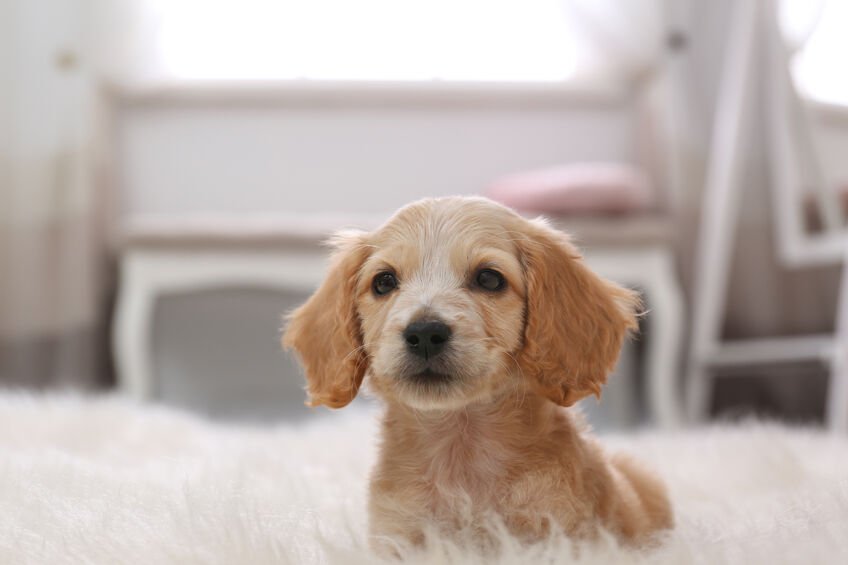 A cocker spaniel puppy.