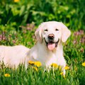 Puppy-Safe Garden plants