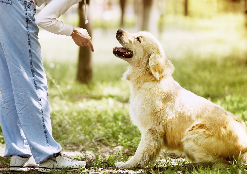 A Golden Retriever sitting for its owner.