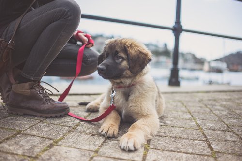 A Leonberger puppy wearing a red leash.