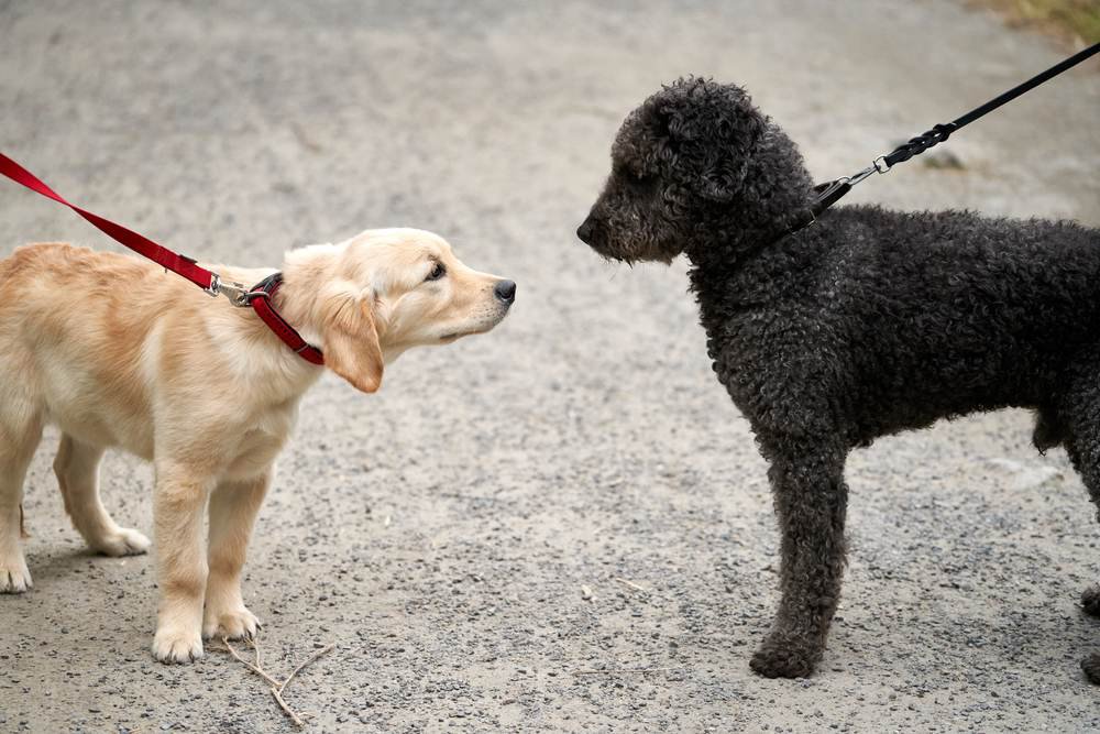 A Golden Retriever puppy straining against its leash to sniff a Pumi dog.