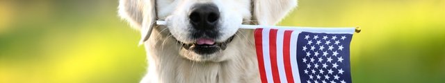 A golden retriever holding an american flag in its mouth.